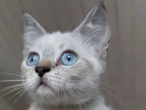 Gato raça Siamês idade Abaixo de 2 meses nome sem nome por enquanto