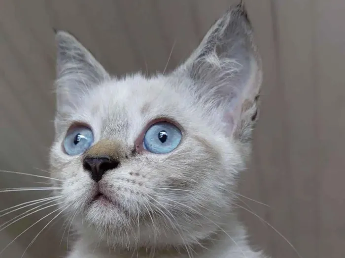 Gato raça Siamês idade Abaixo de 2 meses nome sem nome por enquanto