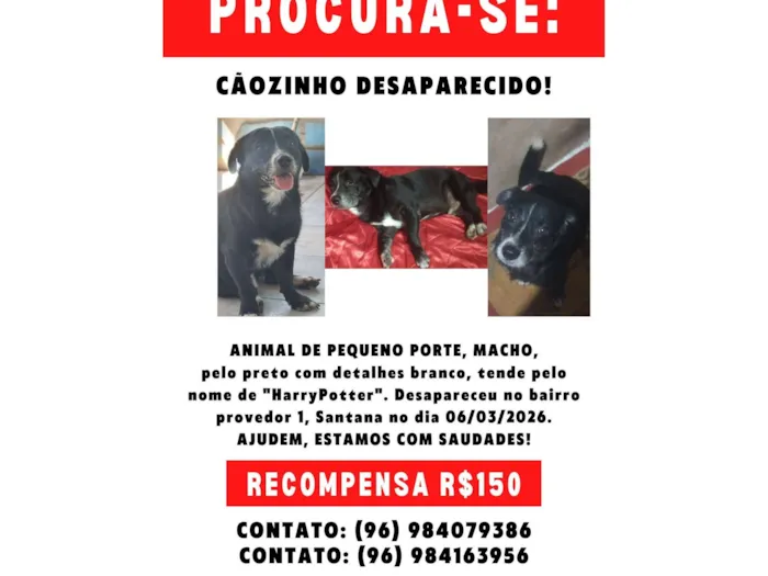 Cachorro raça SRD-ViraLata idade 5 anos nome Harry Potter 