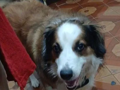 Cachorro raça SRD-ViraLata idade 6 ou mais anos nome Theo ( boder Colli) não tem a raça aqui