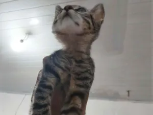 Gato raça Siamês idade 2 a 6 meses nome cinzinha