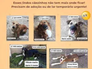 Cachorro raça SRD-ViraLata idade 2 a 6 meses nome Sniffa, Simpatico, Apolo e Oreo