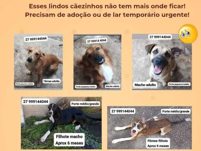 Cachorro raça SRD-ViraLata idade 2 a 6 meses nome Sniffa, Simpatico, Apolo e Oreo