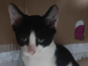 Gato raça SRD-ViraLata idade 2 a 6 meses nome sem nome 01