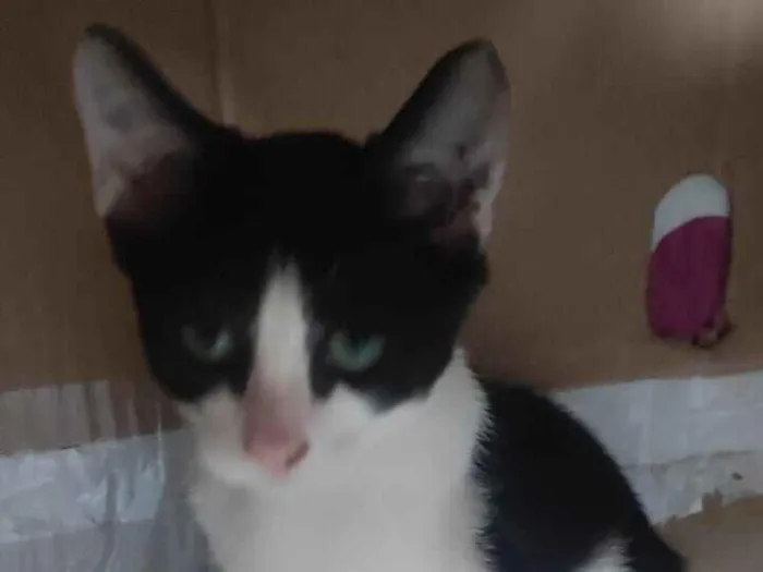 Gato raça SRD-ViraLata idade 2 a 6 meses nome sem nome 01