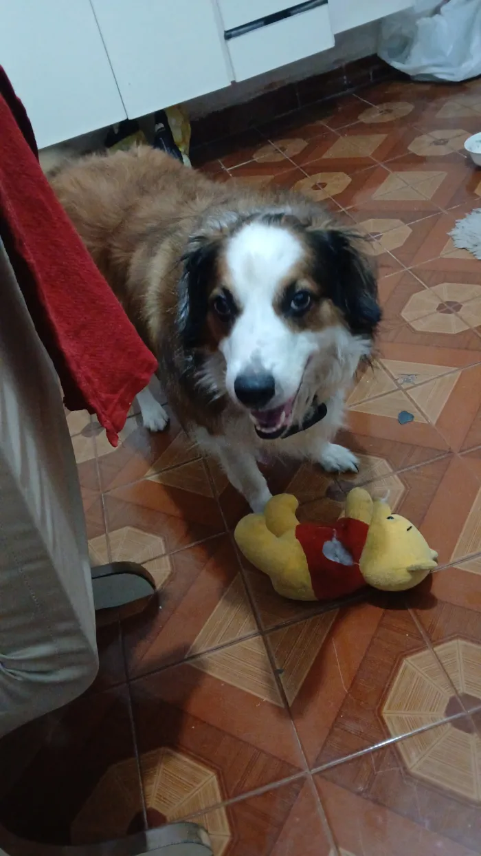 Cachorro raça SRD-ViraLata idade 6 ou mais anos nome Theo ( boder Colli) não tem a raça aqui