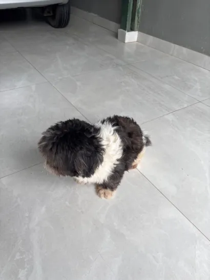 Cachorro raça Shitzu idade 3 anos nome Não tem nome