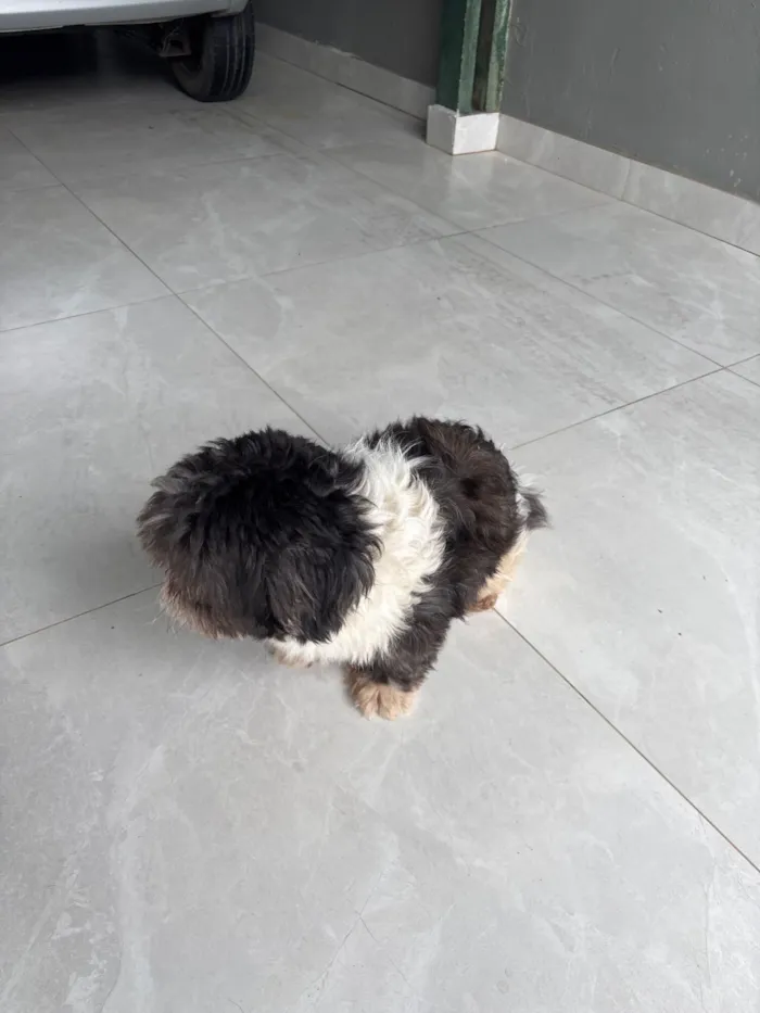 Cachorro raça Shitzu idade 3 anos nome Não tem nome