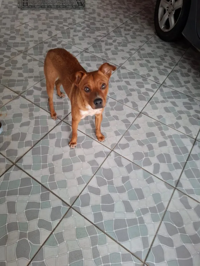 Cachorro raça SRD-ViraLata idade 2 anos nome Caramelo