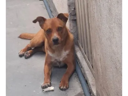 Cachorro raça SRD-ViraLata idade 2 anos nome Caramelo
