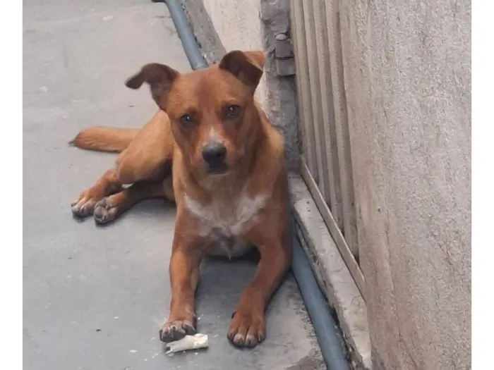 Cachorro raça SRD-ViraLata idade 2 anos nome Caramelo