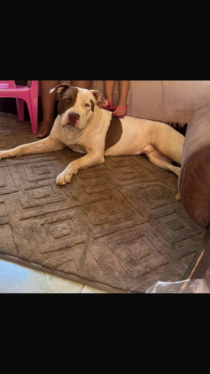 Cachorro raça Pit-Bull idade 2 anos nome Rex