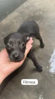 ?? Adote amor em dose quíntupla! ??