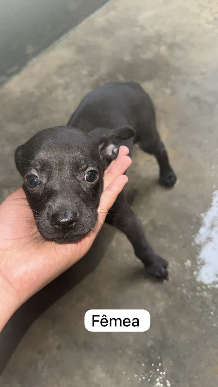 Cachorro raça SRD-ViraLata idade 2 a 6 meses nome ?? Adote amor em dose quíntupla! ??