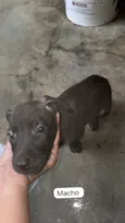 ?? Adote amor em dose quíntupla! ??