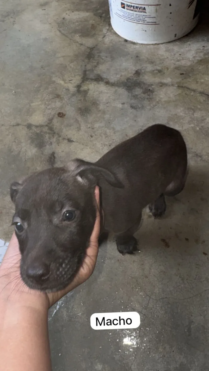 Cachorro raça SRD-ViraLata idade 2 a 6 meses nome ?? Adote amor em dose quíntupla! ??