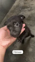?? Adote amor em dose quíntupla! ??
