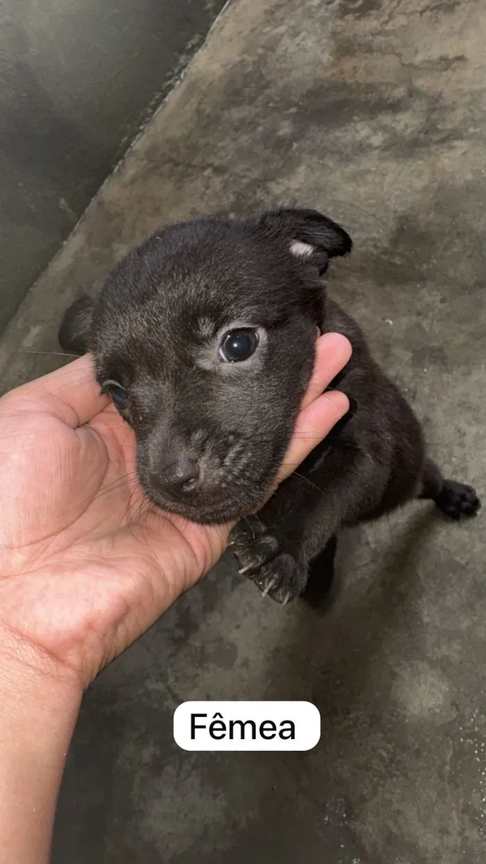 Cachorro raça SRD-ViraLata idade 2 a 6 meses nome ?? Adote amor em dose quíntupla! ??