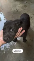 ?? Adote amor em dose quíntupla! ??