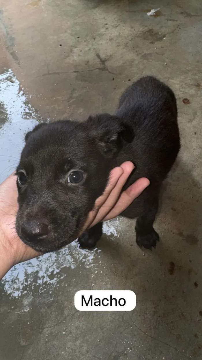 Cachorro raça SRD-ViraLata idade 2 a 6 meses nome ?? Adote amor em dose quíntupla! ??