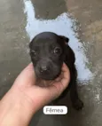 ?? Adote amor em dose quíntupla! ??