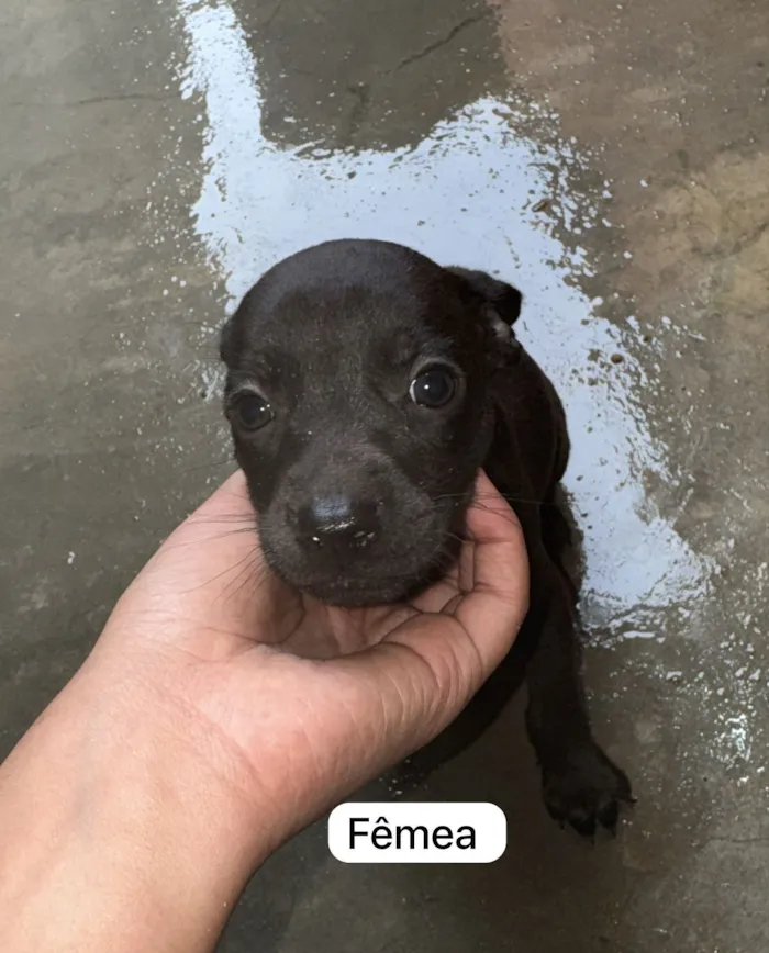Cachorro raça SRD-ViraLata idade 2 a 6 meses nome ?? Adote amor em dose quíntupla! ??