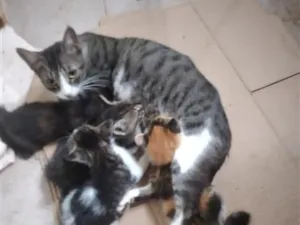 Gato raça SRD-ViraLata idade Abaixo de 2 meses nome gatinhos lindinhos