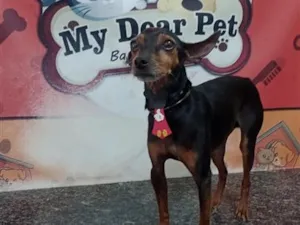 Cachorro raça Pinscher idade 5 anos nome Timão 