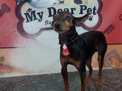 Cachorro raça Pinscher idade 5 anos nome Timão 