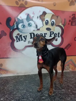 Cachorro raça Pinscher idade 5 anos nome Timão 