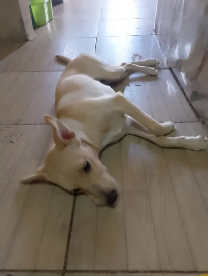 Cachorro raça SRD-ViraLata idade 7 a 11 meses nome cookies 