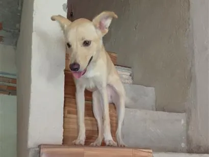 Cachorro raça SRD-ViraLata idade 7 a 11 meses nome cookies 
