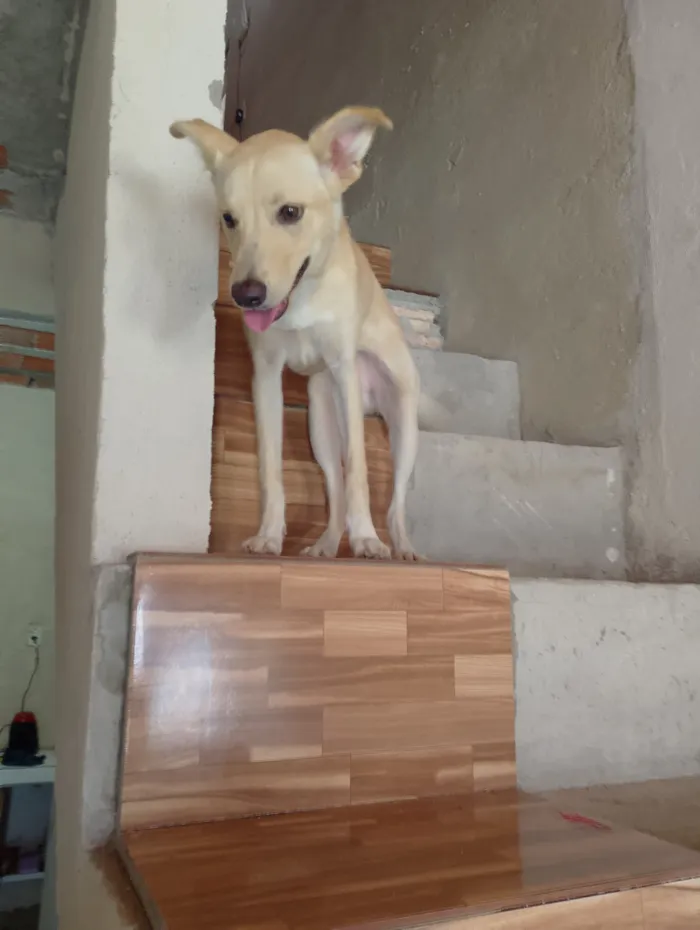 Cachorro raça SRD-ViraLata idade 7 a 11 meses nome cookies 