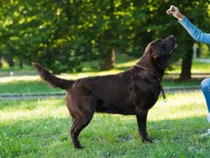 Cachorro raça SRD-ViraLata idade 2 a 6 meses nome teste