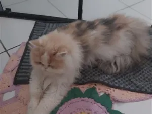 Gato raça Persa idade 2 a 6 meses nome zoe