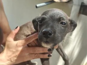 Cachorro raça SRD-ViraLata idade Abaixo de 2 meses nome dodô 