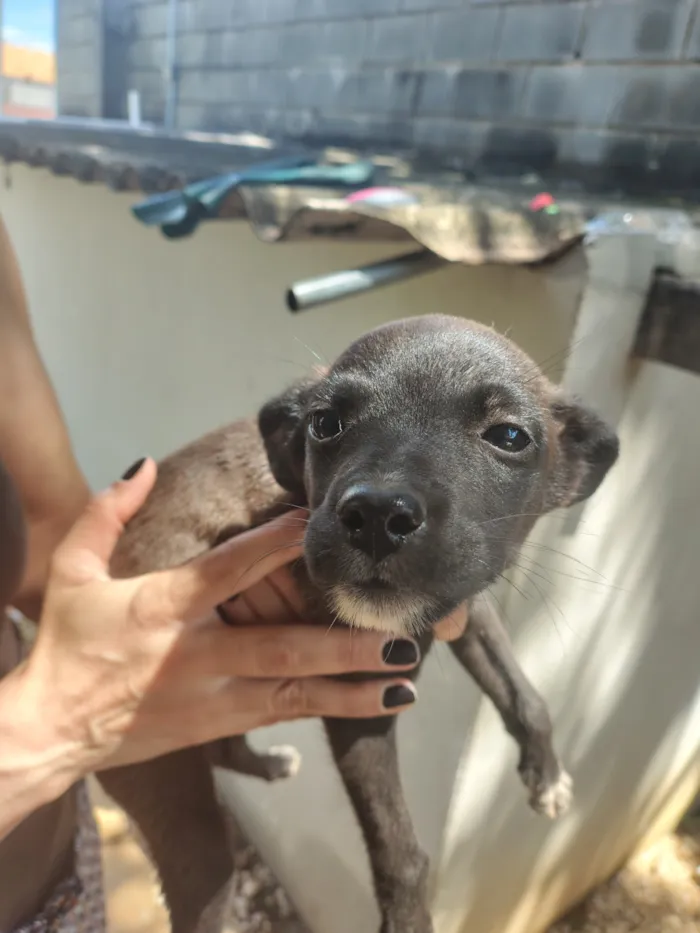 Cachorro raça SRD-ViraLata idade Abaixo de 2 meses nome dodô 