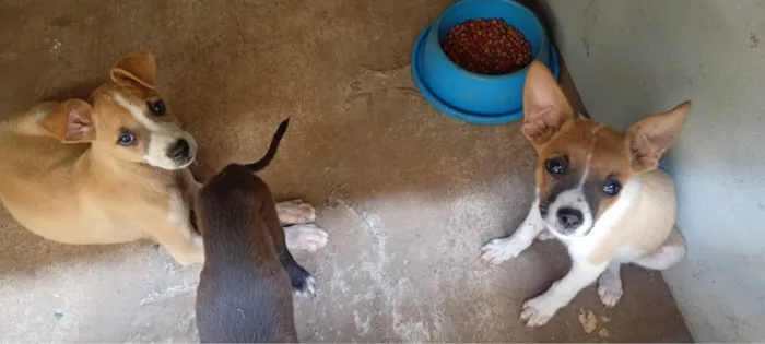 Cachorro raça SRD-ViraLata idade 2 a 6 meses nome pequena e alegria