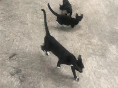 Gato raça SRD-ViraLata idade 1 ano nome Gueirreiras