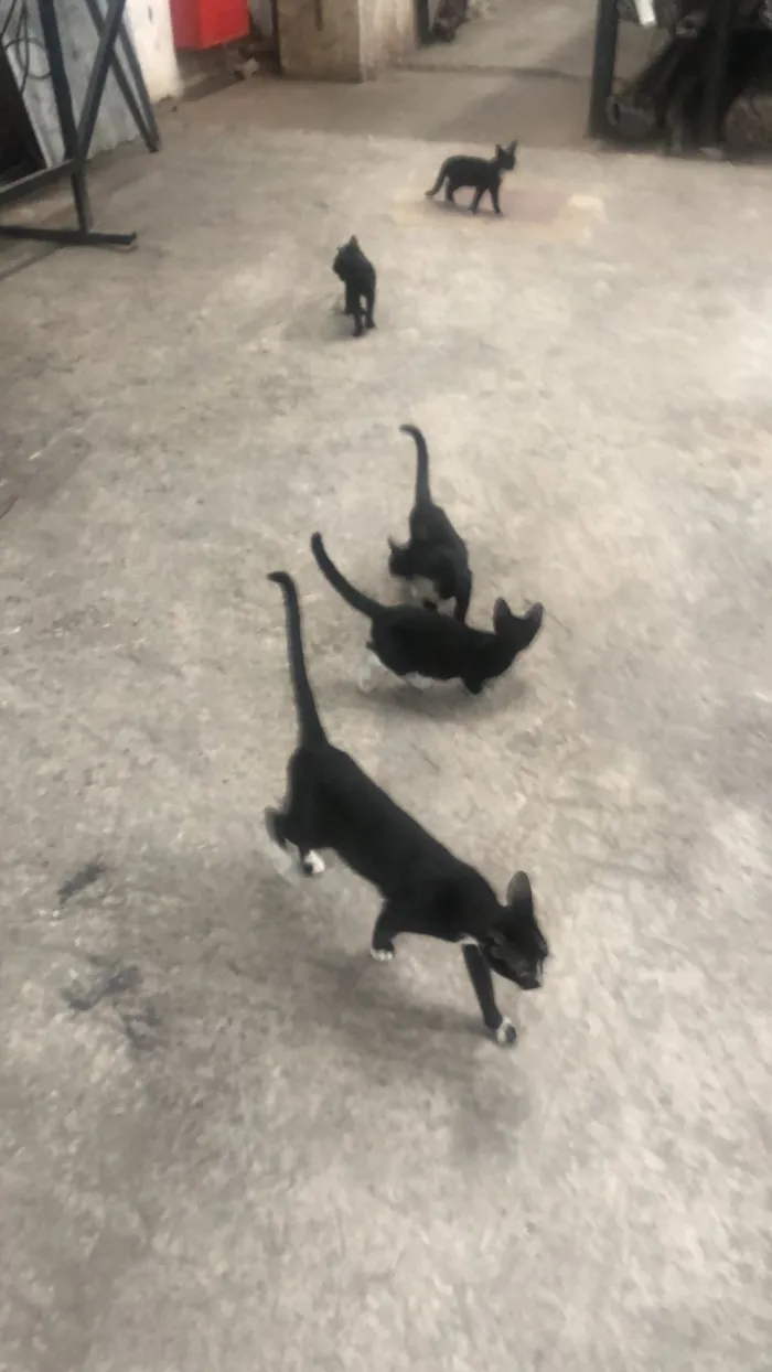 Gato raça SRD-ViraLata idade 1 ano nome Gueirreiras