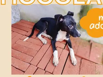 Cachorro raça SRD-ViraLata idade 2 a 6 meses nome Chocolate e flocos