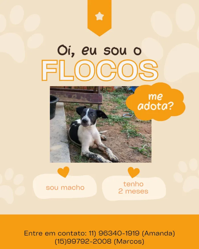 Cachorro raça SRD-ViraLata idade 2 a 6 meses nome Chocolate e flocos