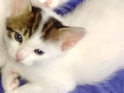 Gato raça SRD-ViraLata idade Abaixo de 2 meses nome Gatinhos 