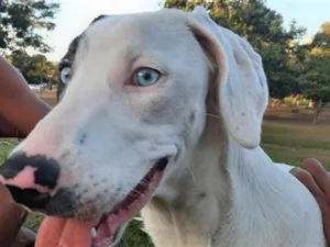 Cachorro raça SRD-ViraLata idade 5 anos nome Atena e Ravena 