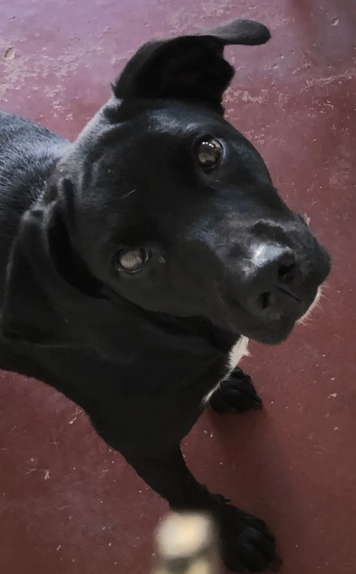 Cachorro raça SRD-ViraLata idade 5 anos nome Atena e Ravena 