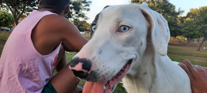 Cachorro raça SRD-ViraLata idade 5 anos nome Atena e Ravena 