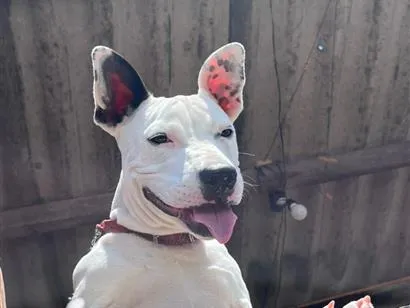 Cachorro raça SRD-ViraLata idade 7 a 11 meses nome Ravenna