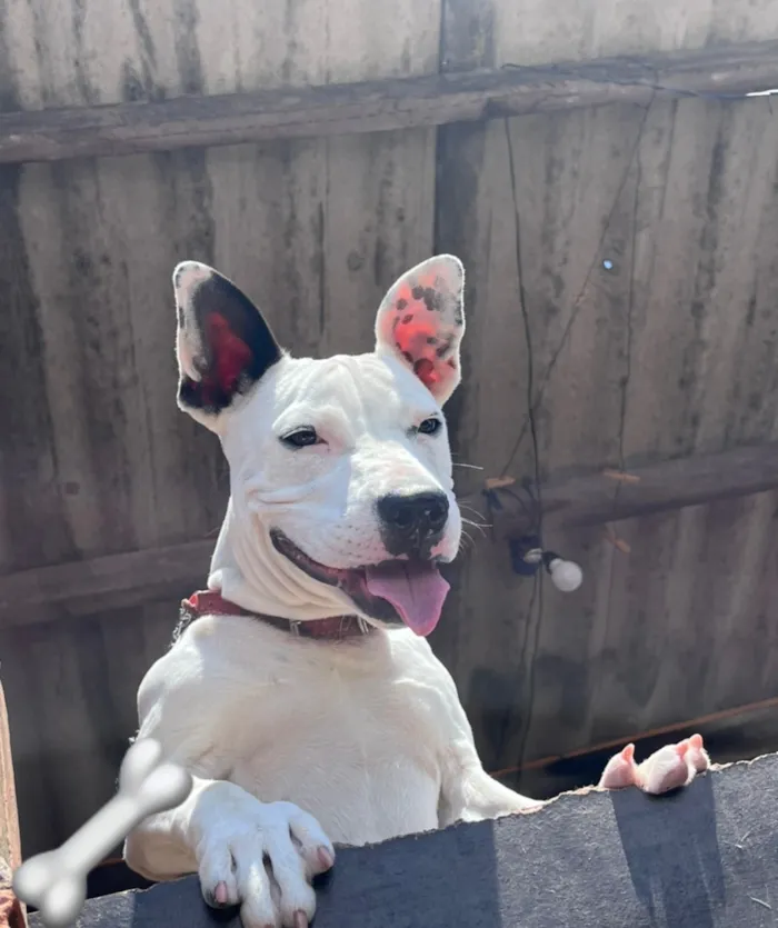 Cachorro raça SRD-ViraLata idade 7 a 11 meses nome Ravenna