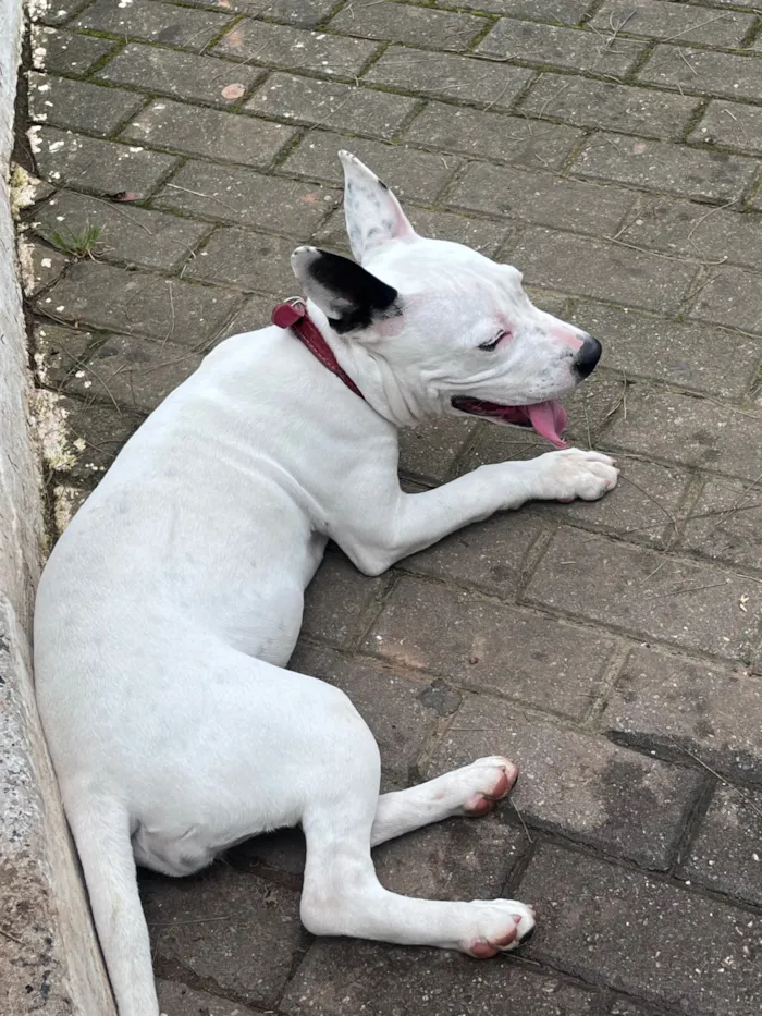 Cachorro raça SRD-ViraLata idade 7 a 11 meses nome Ravenna