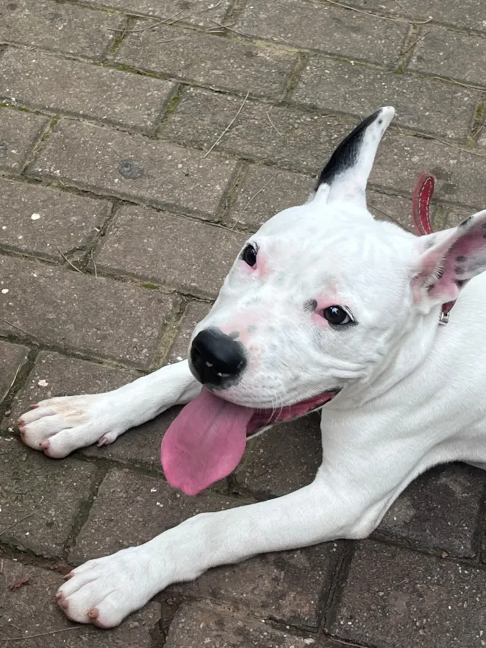 Cachorro raça SRD-ViraLata idade 7 a 11 meses nome Ravenna